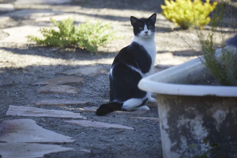 Resident Feral