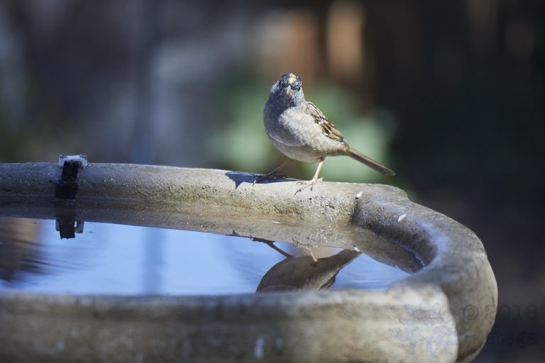 Gold-Crowned Sparrow