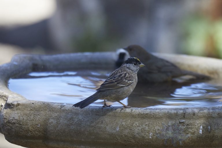 Gold-Crowned Sparrow