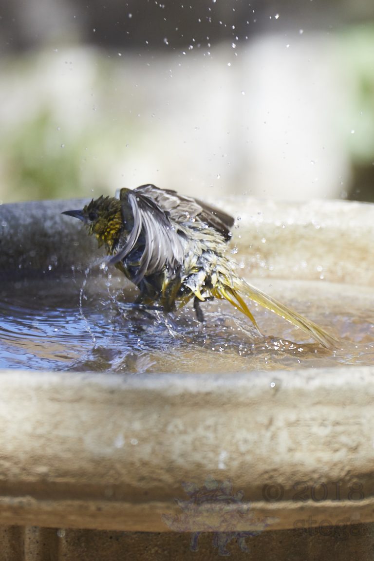 Old School Week: Hooded Oriole
