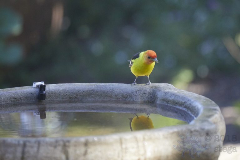 Western Tanager