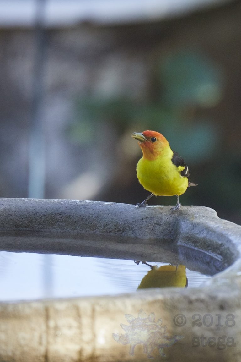 Western Tanager