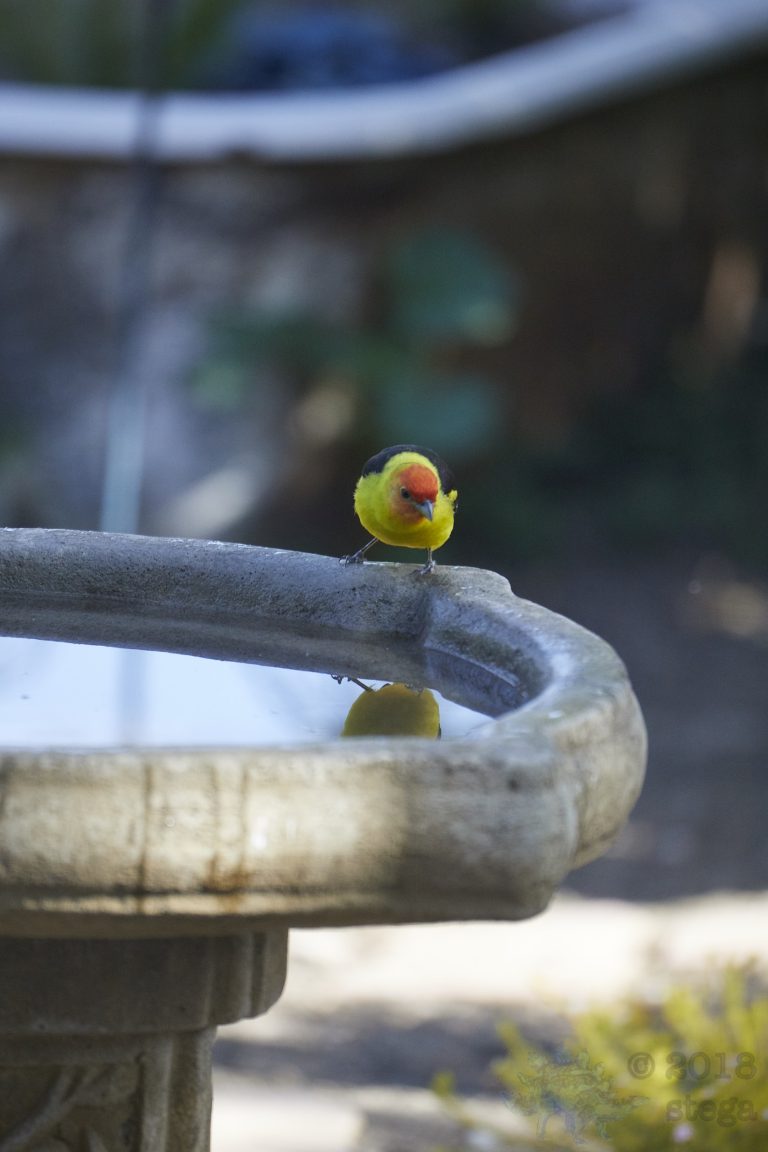Western Tanager