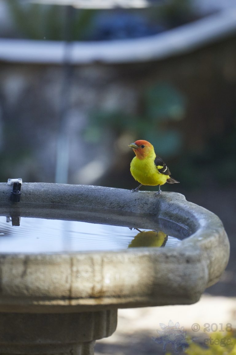 Western Tanager