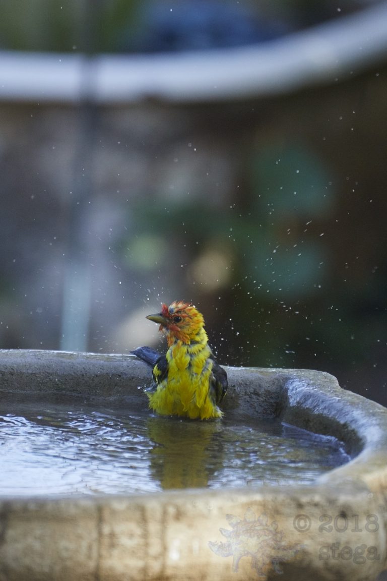 Western Tanager
