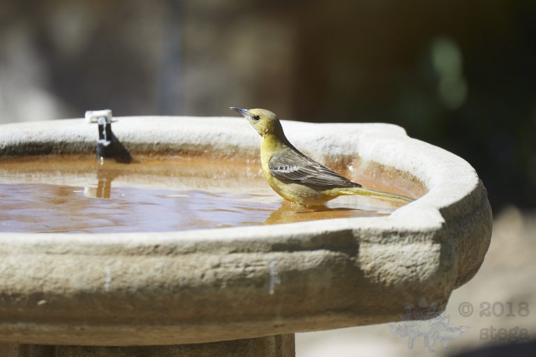 Hooded Oriole (3 Images)