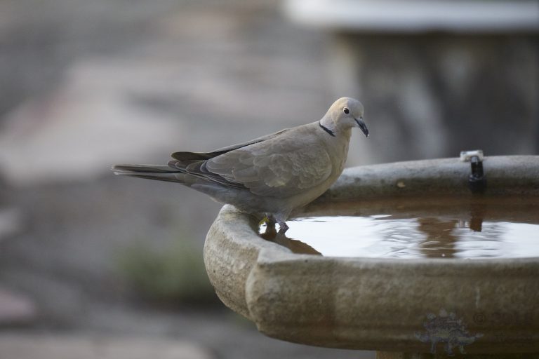 Eurasian Collared Dove