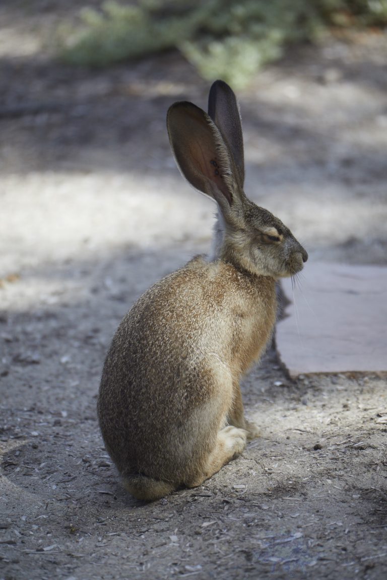 Western Hare Week (Bonus Post)