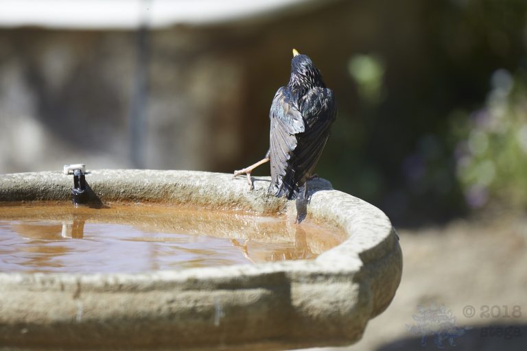 European Starling with a gamy leg