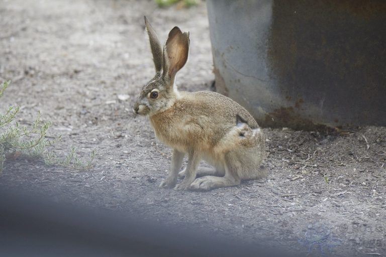 Western Hare Week (Bonus Post)