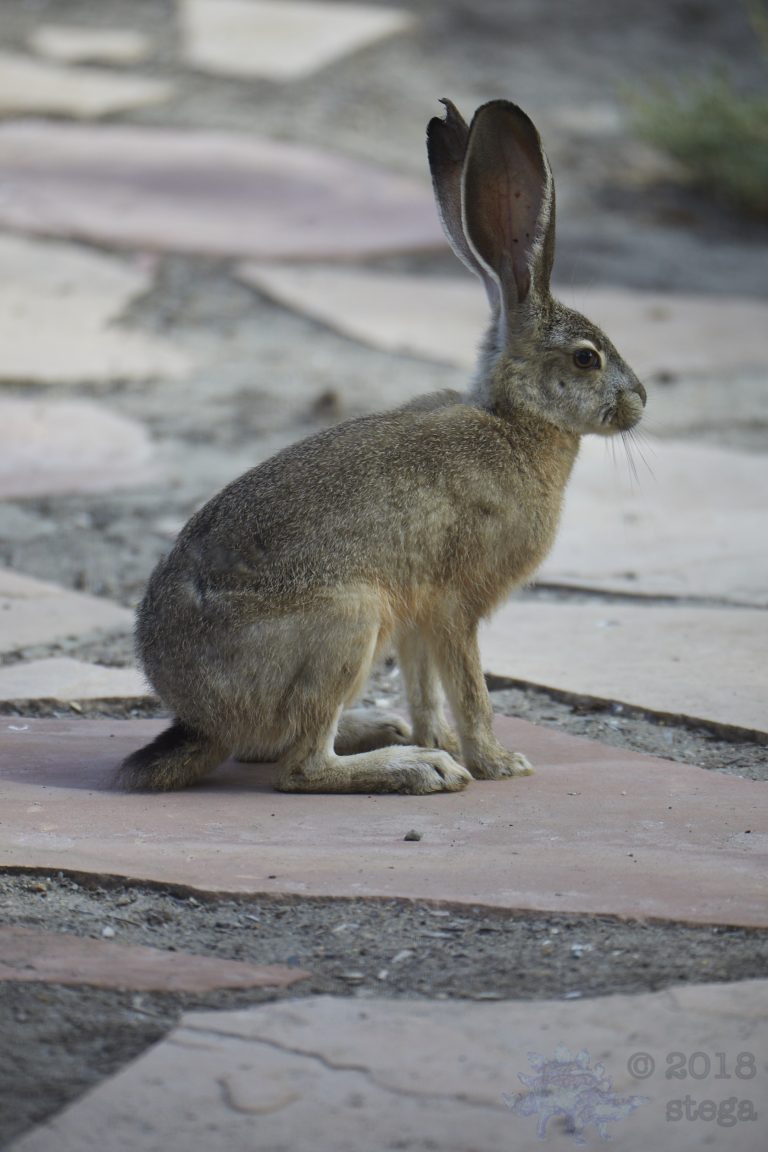 Western Hare Week