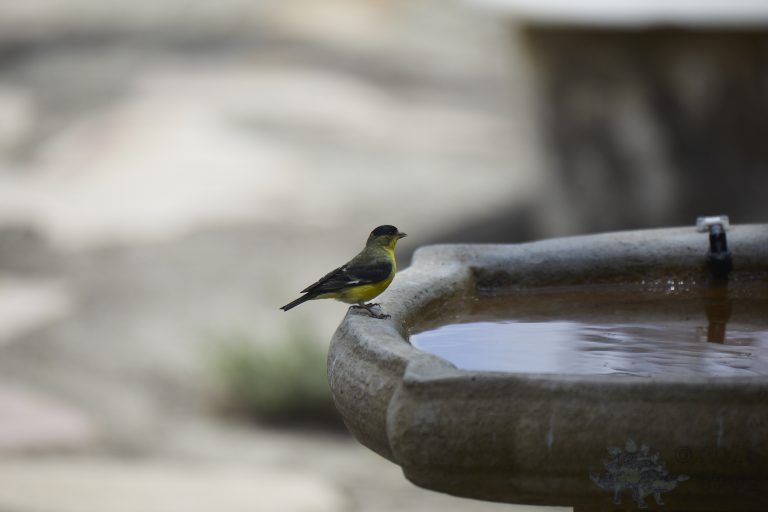 Lesser Goldfinch