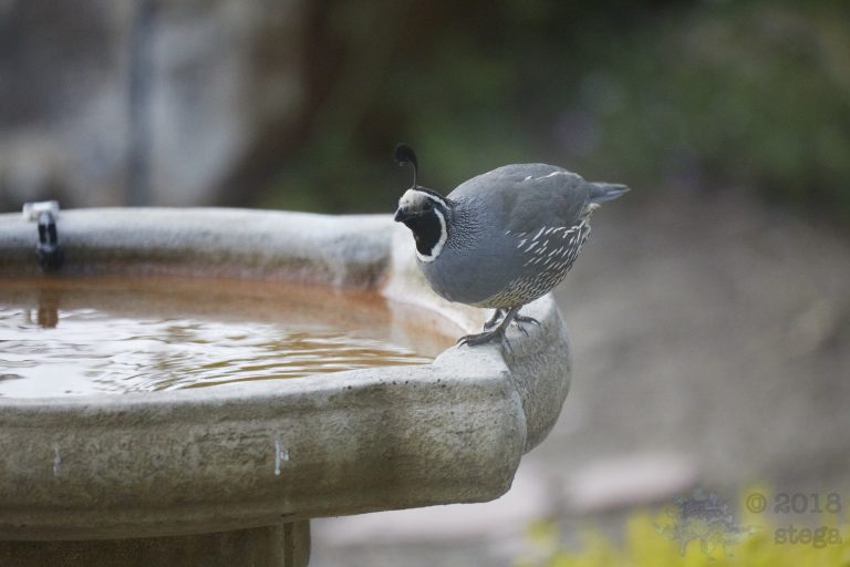 California Quail Week