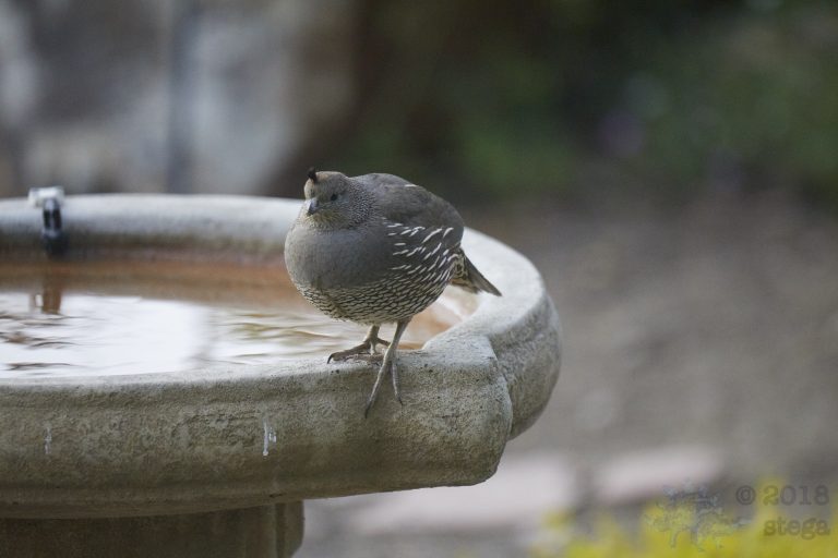 California Quail Week