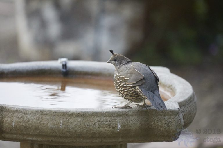 California Quail Week