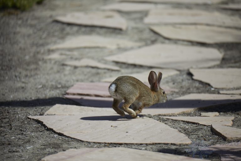 Western Hare Week (Bonus Post)