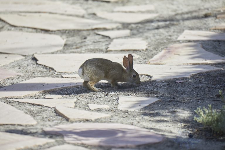 Old School Week: Hare