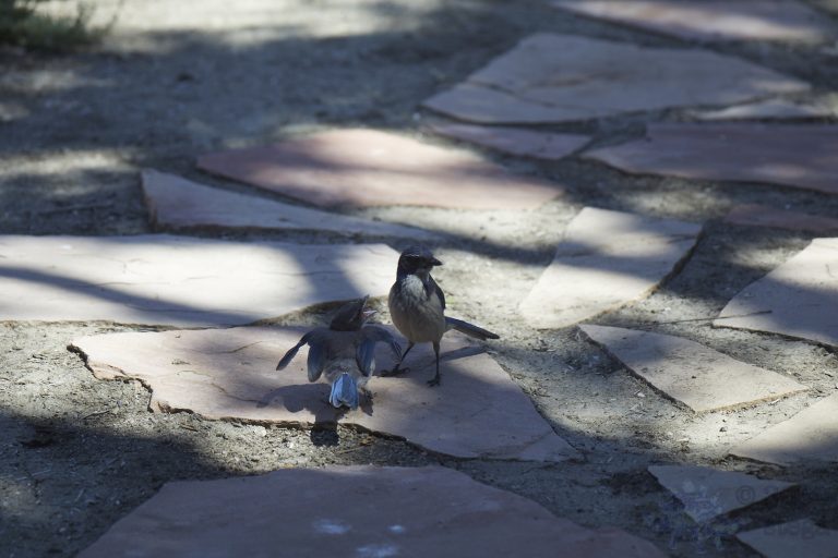 Old School Week: California Scrub Jay