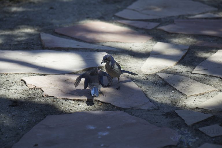 Old School Week: California Scrub Jay