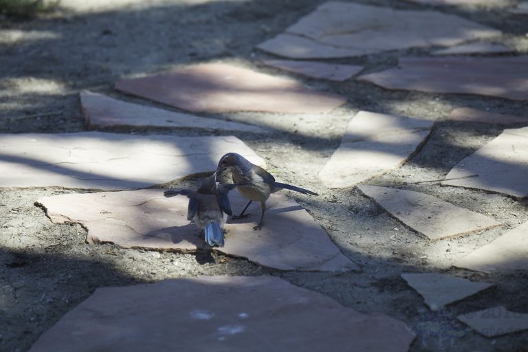 California Scrub Jay Week: Fledgling Being Fed (3 images and 1 of 2 posts)