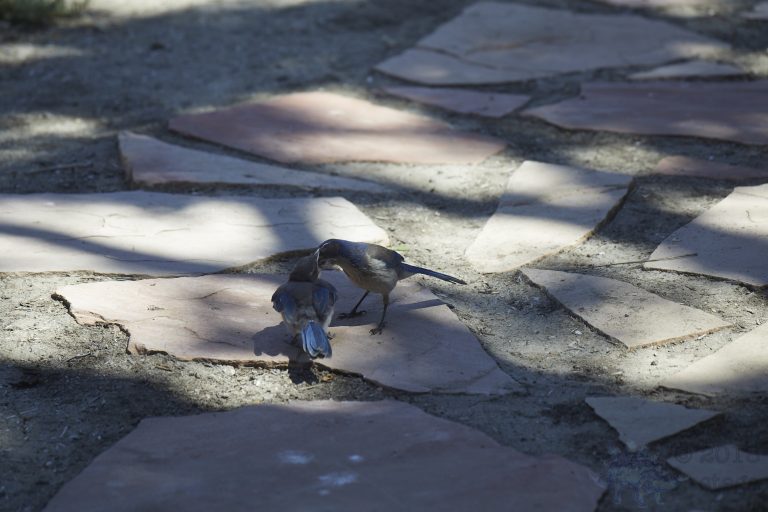 California Scrub Jay Week: Fledgling Being Fed (3 images and 2 of 2 posts)
