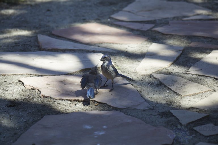 Old School Week: California Scrub Jay Parent and Fledgling