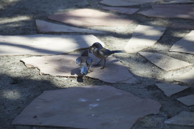 Old School Week: California Scrub Jay Parent and Fledgling