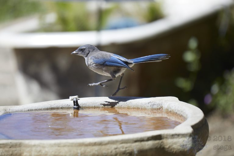 California Scrub Jay Week