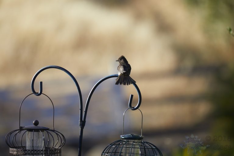Old School Week: Black Phoebe