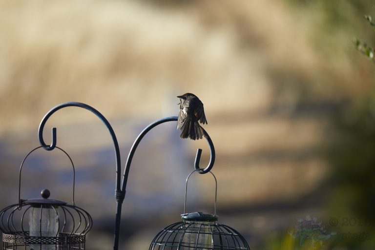 Black Phoebe (2 Images)
