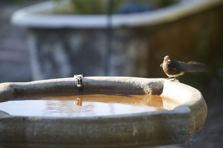Black Phoebe