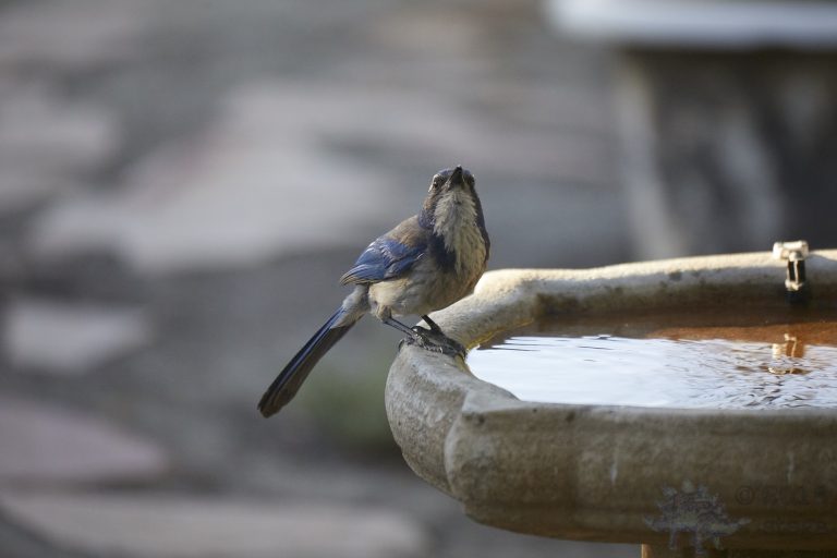 California Scrub Jay Week