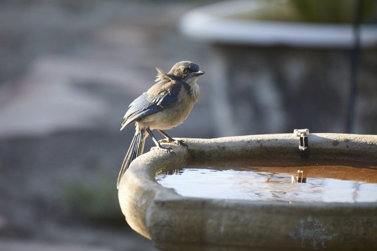 California Scrub Jay