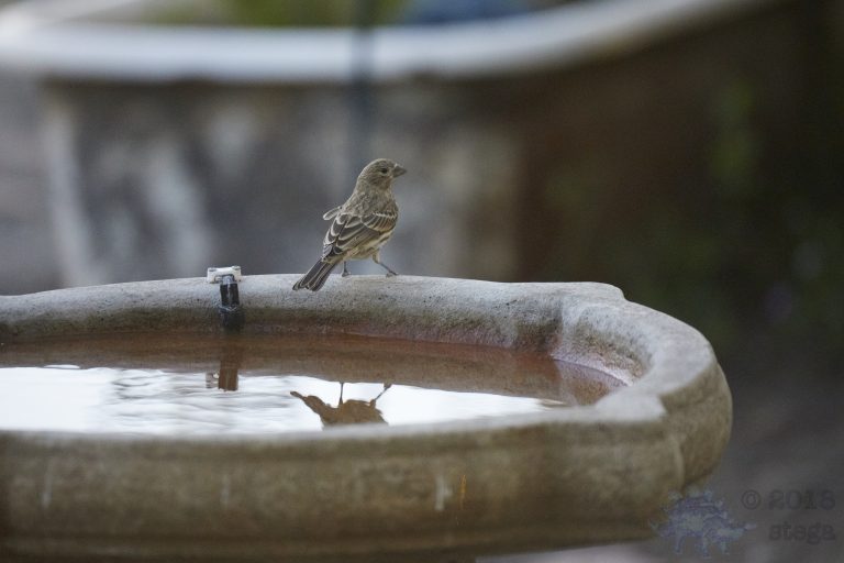 House Finch