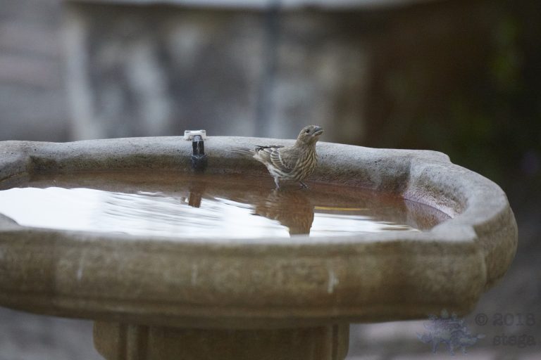 Old School Week: House Finch