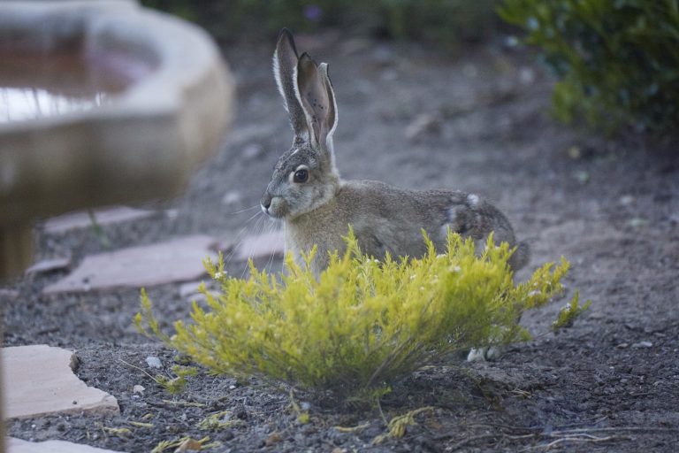 Western Hare Week