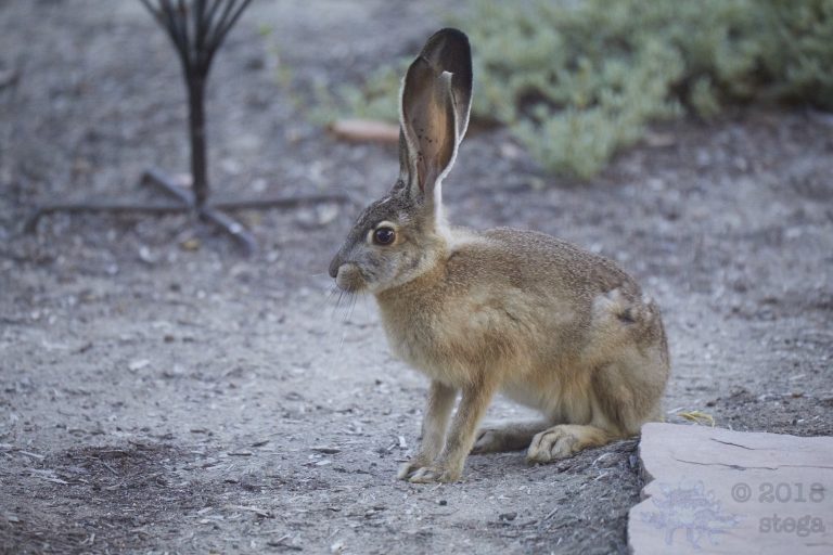 Western Hare Week (Bonus Post)