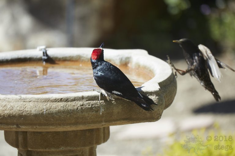 Old School Week:  Acorn Woodpecker