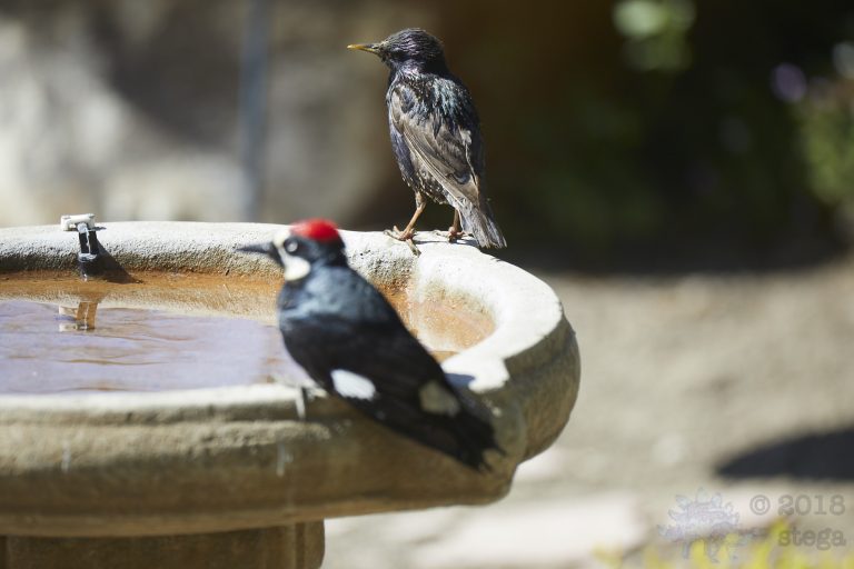 Old School Week: Acorn Woodpecker