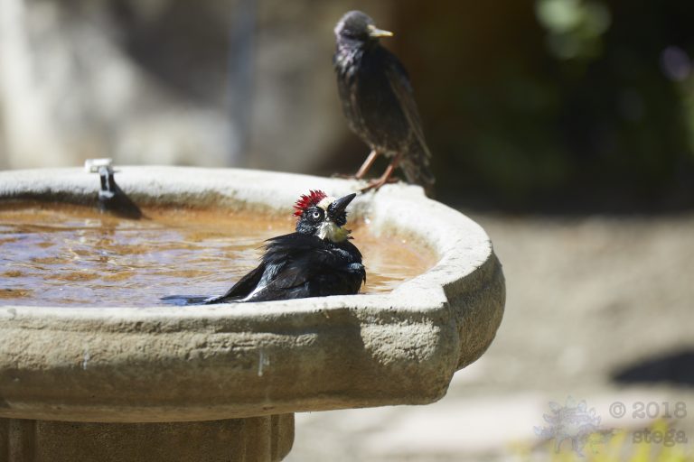 Old School Week: Acorn Woodpecker