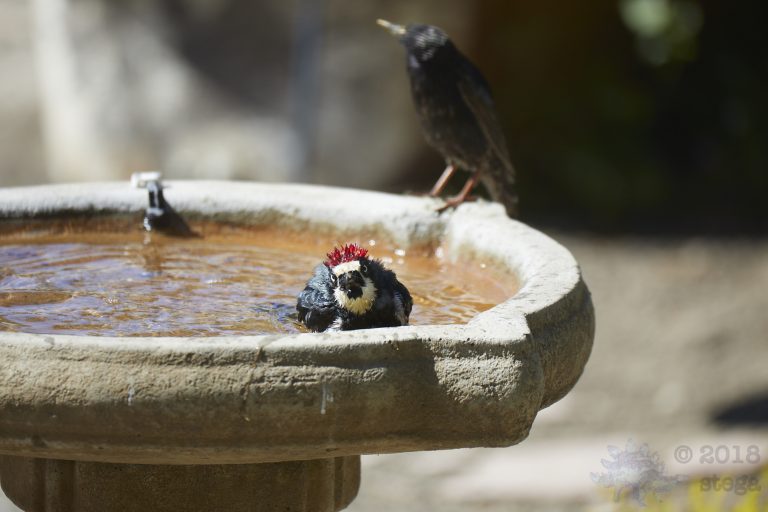 Old School Week: Acorn Woodpecker