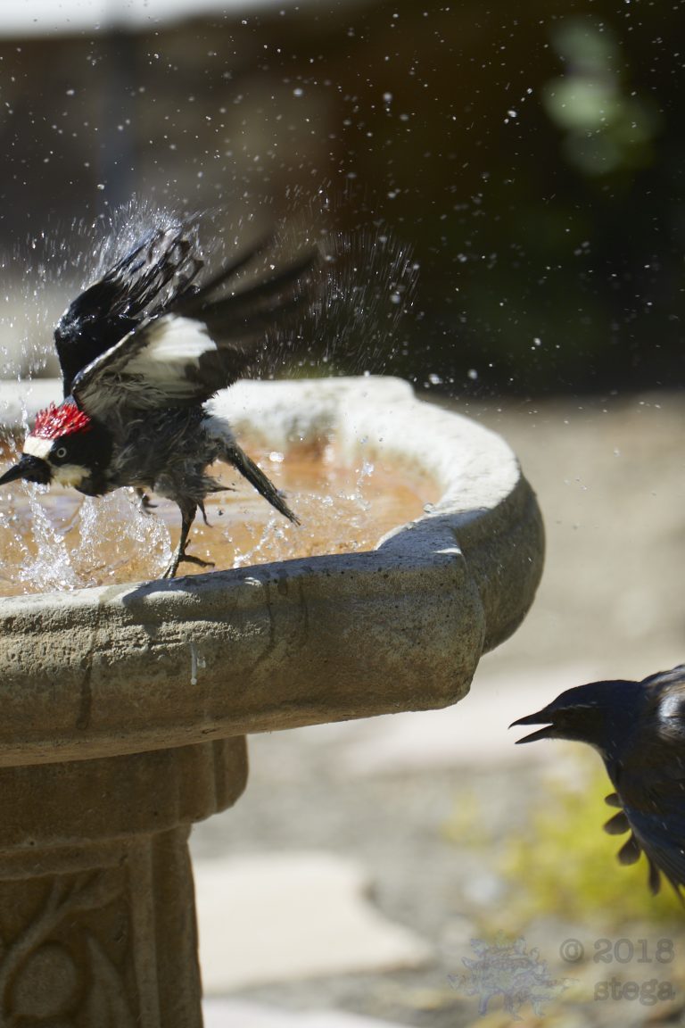 Acorn Woodpecker gives up his bath (Series)