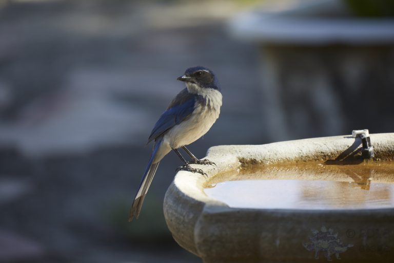 End of California Scrub Jay Week