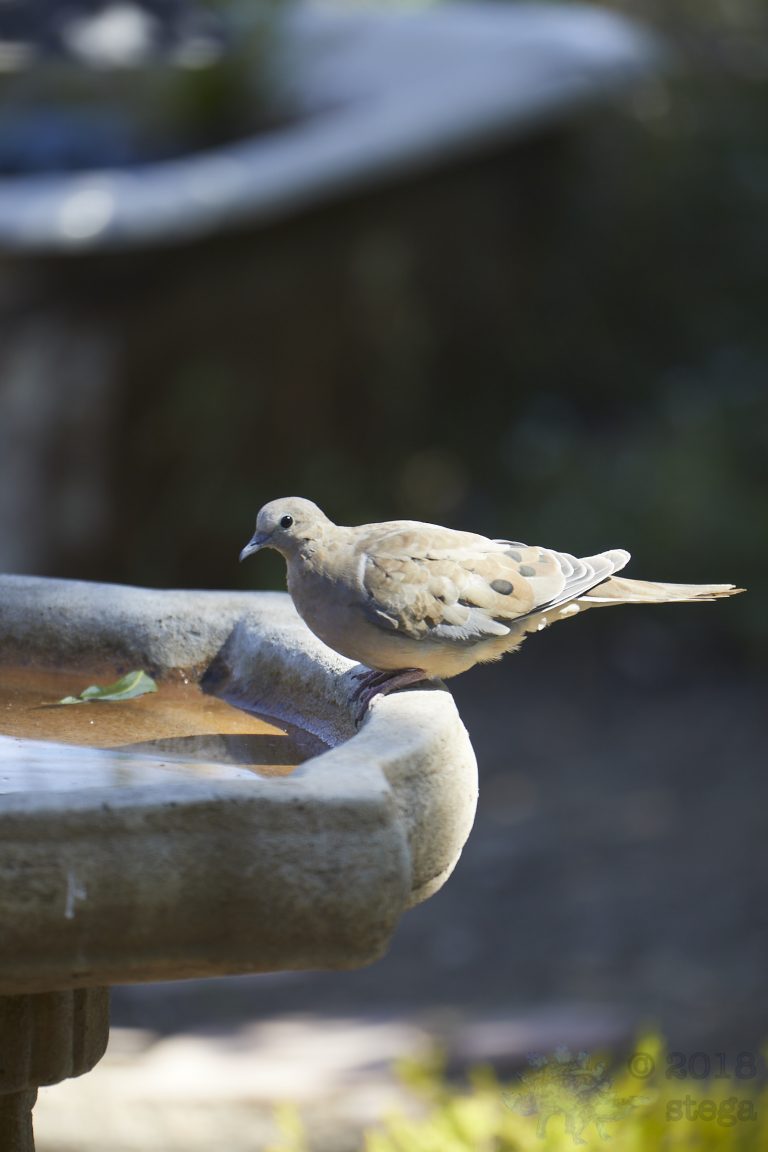 Mourning Dove