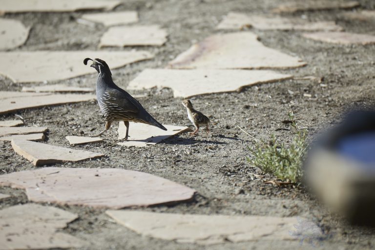 California Quail Week