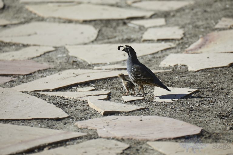 California Quail Week