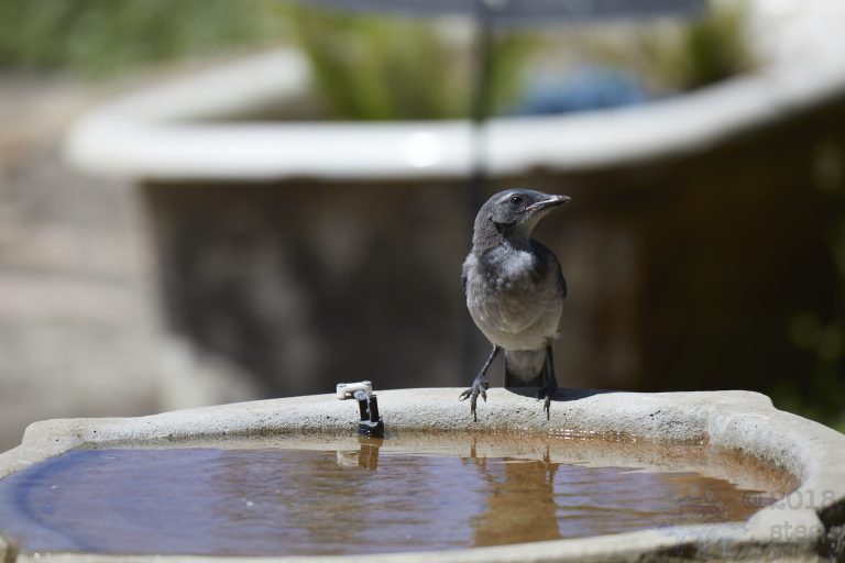 Young California Scrub Jay