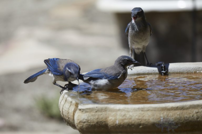 Old School Week: California Scrub Jays
