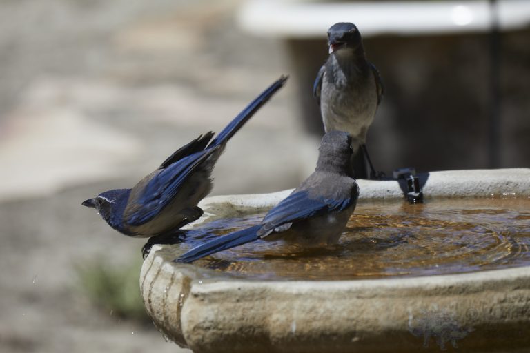 Old School Week: California Scrub Jays