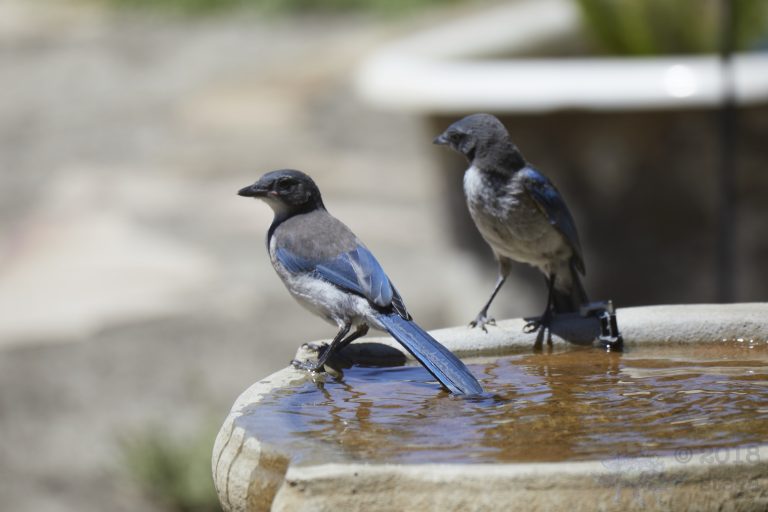 Old School Week: California Scrub Jay